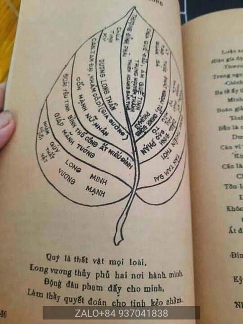 bói lá trầu